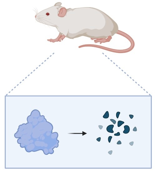 Protein degrader animal model services for drug development