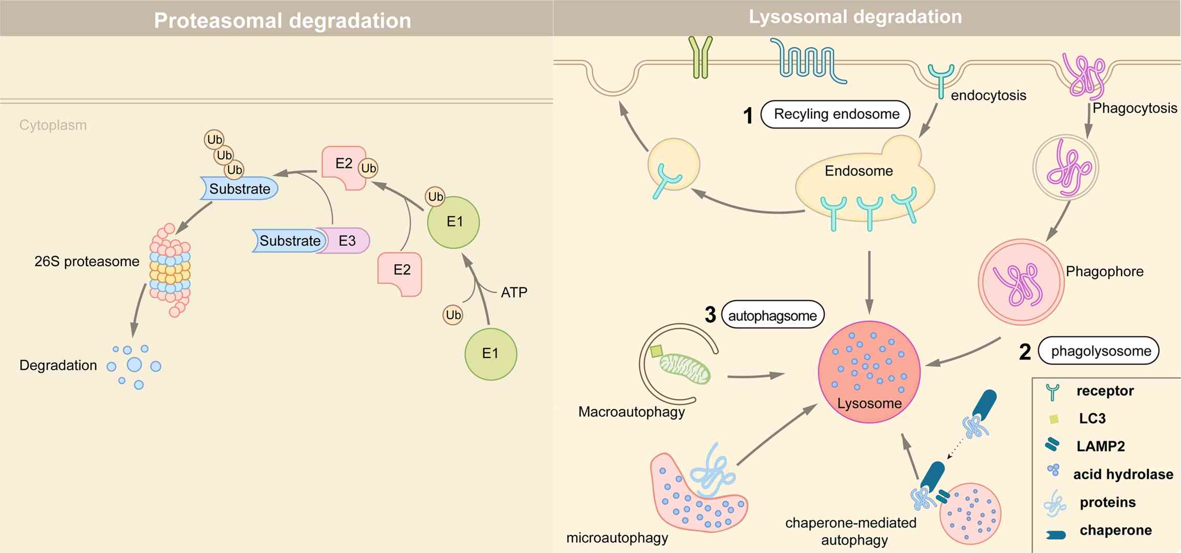 Mechanisms of targeted protein degradation pathways