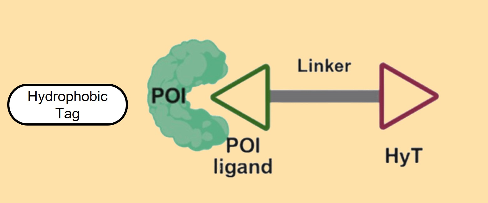 Destabilization domains