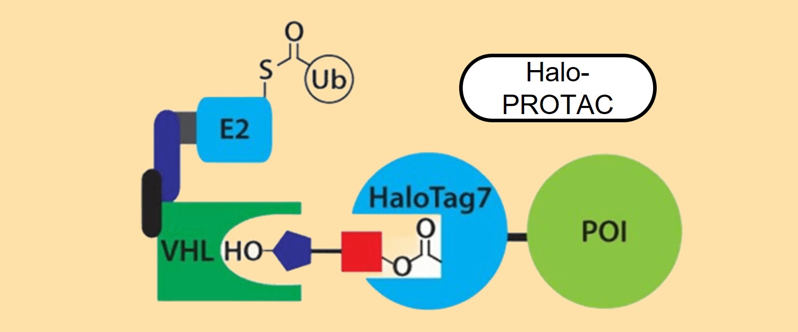 HaloPROTAC development services for targeted protein degradation