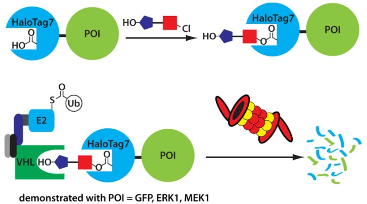 HaloPROTAC-mediated degradation mechanism