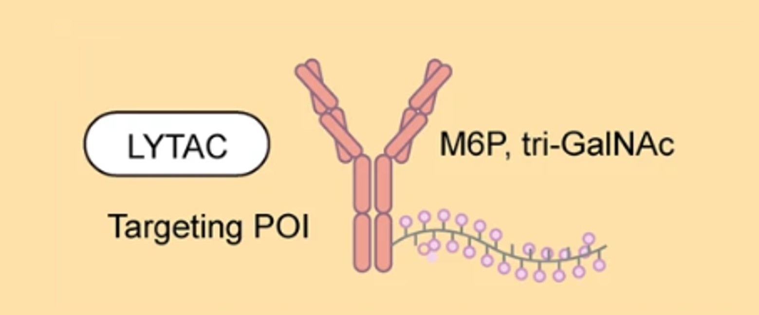 LYTAC development services for lysosome-targeted protein degradation
