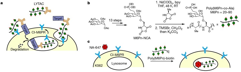 LYTAC-mediated degradation mechanism