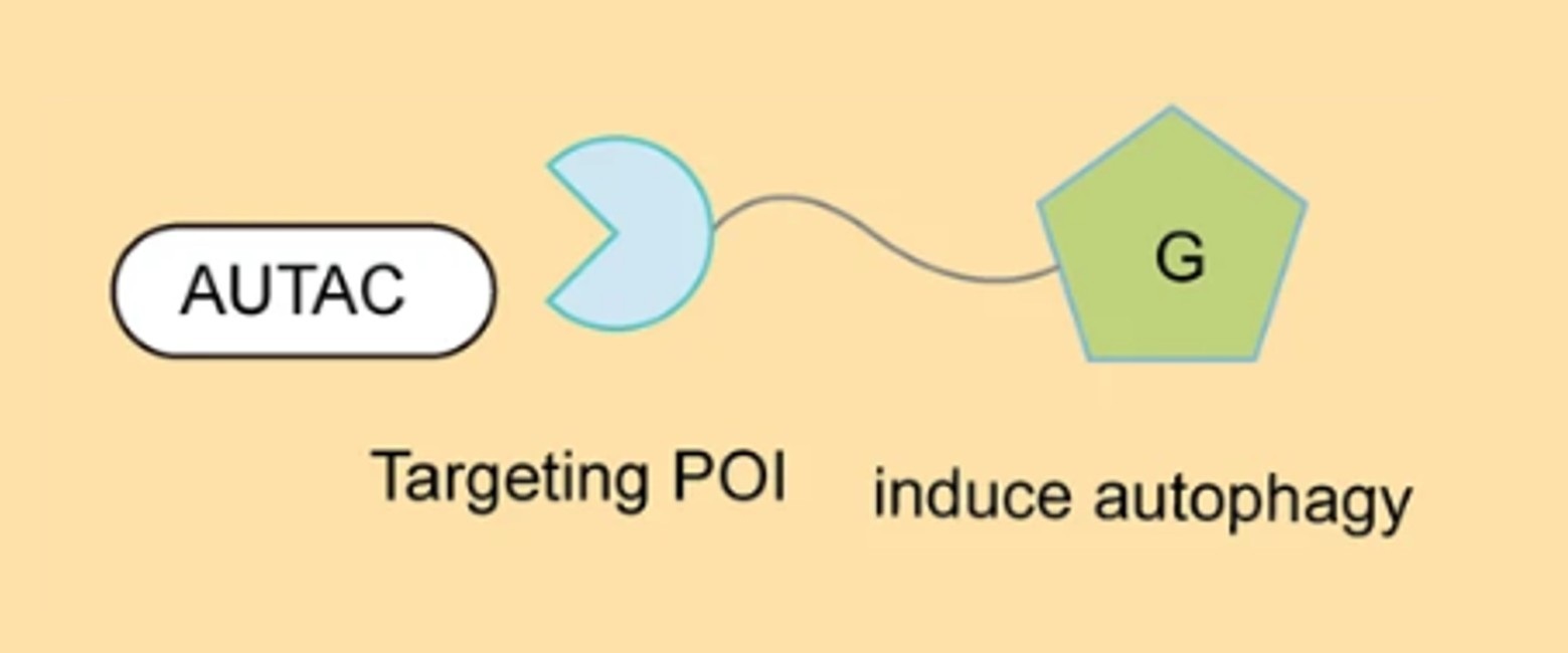 AUTAC development services for autophagy-mediated protein degradation