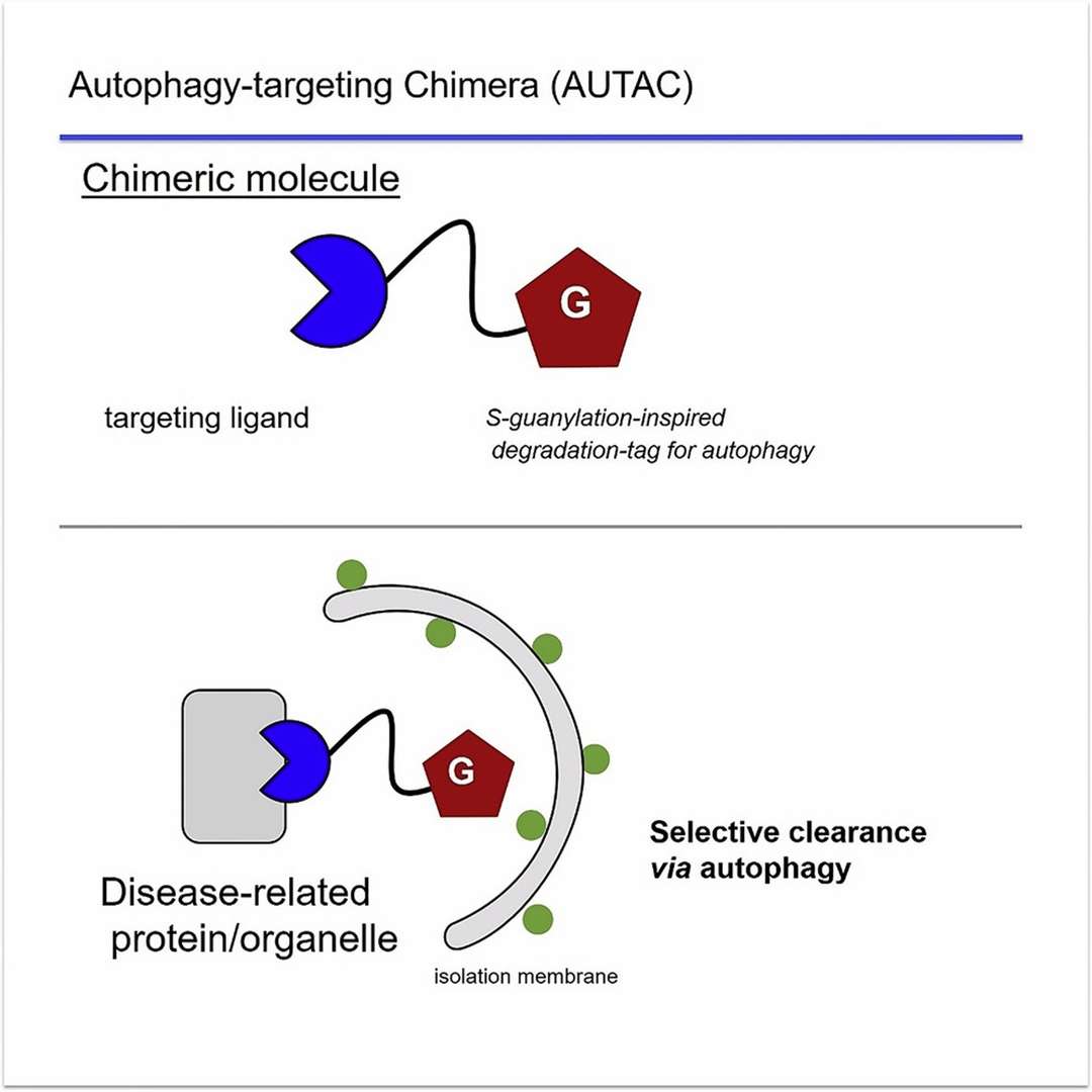 AUTAC-mediated autophagic degradation mechanism