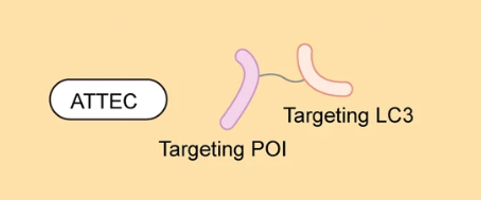 ATTEC development services for autophagy-mediated protein degradation