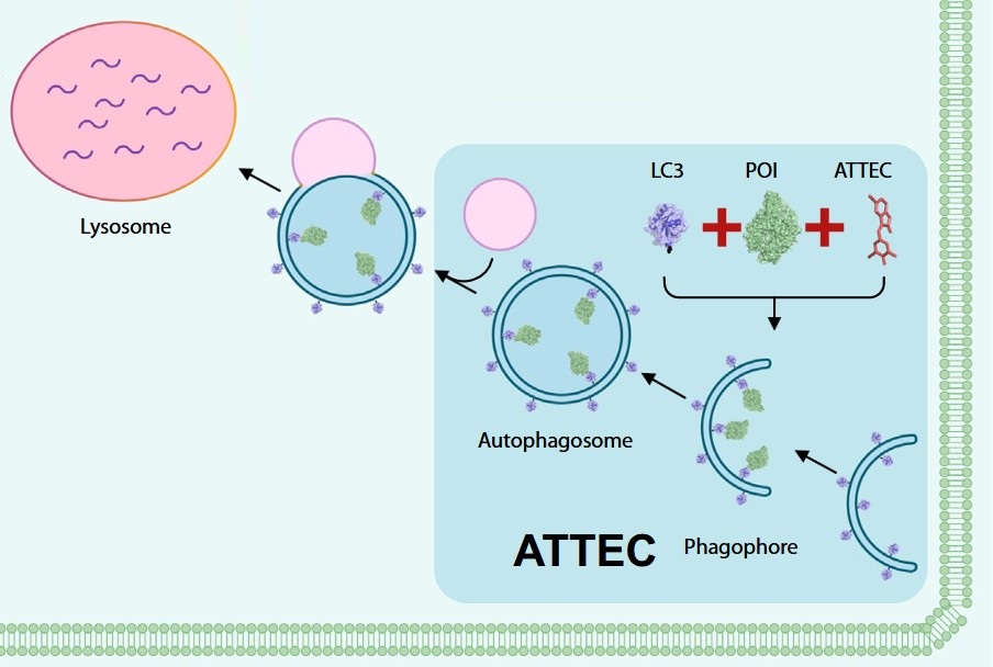 ATTEC-mediated autophagic degradation mechanism