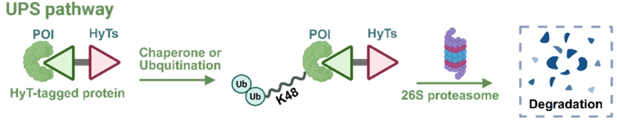 Hydrophobic tag strategy