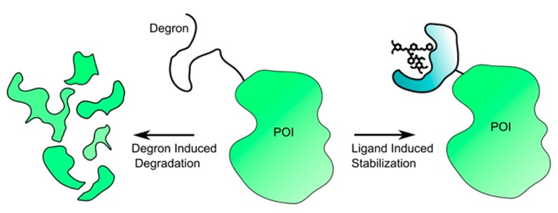Mechanism of destabilization domains