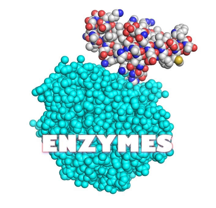 Enzyme activity assay
