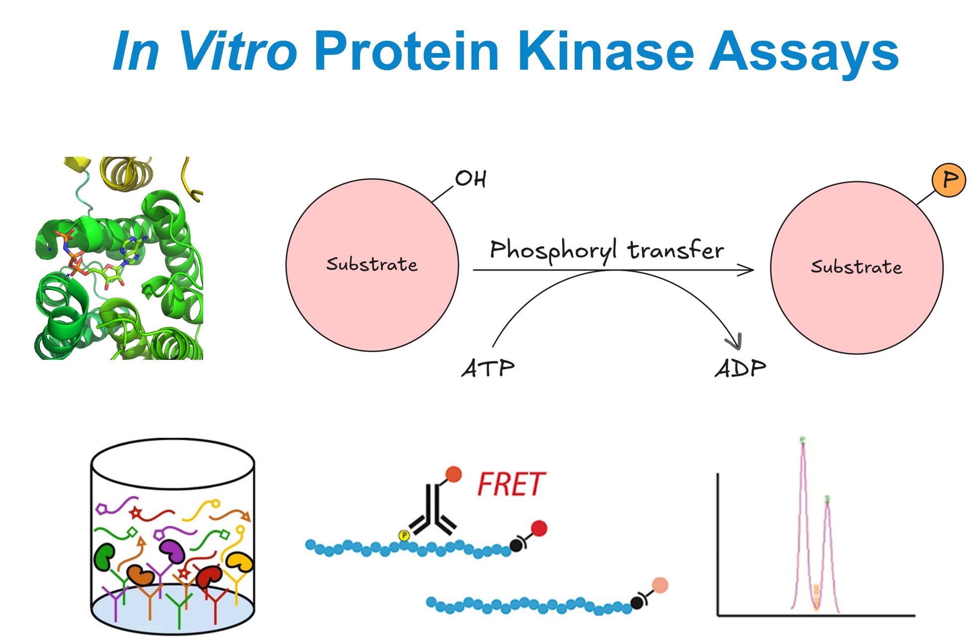 In vitro protein kinase assay formats and detection methods