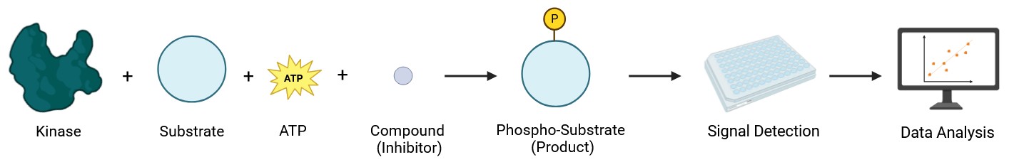 In vitro protein kinase assay workflow