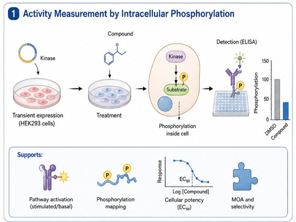 Activity measurement by intracellular phosphorylation