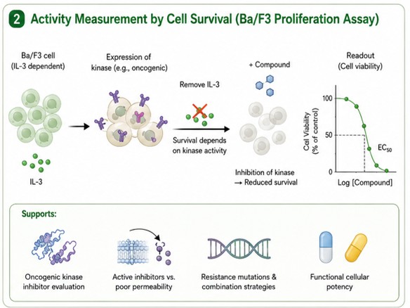 Activity measurement by cell survival