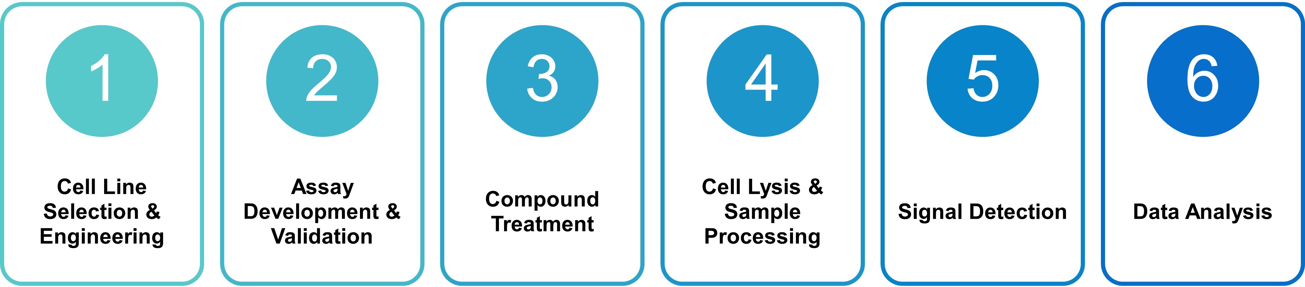 Cell-based kinase assay workflow