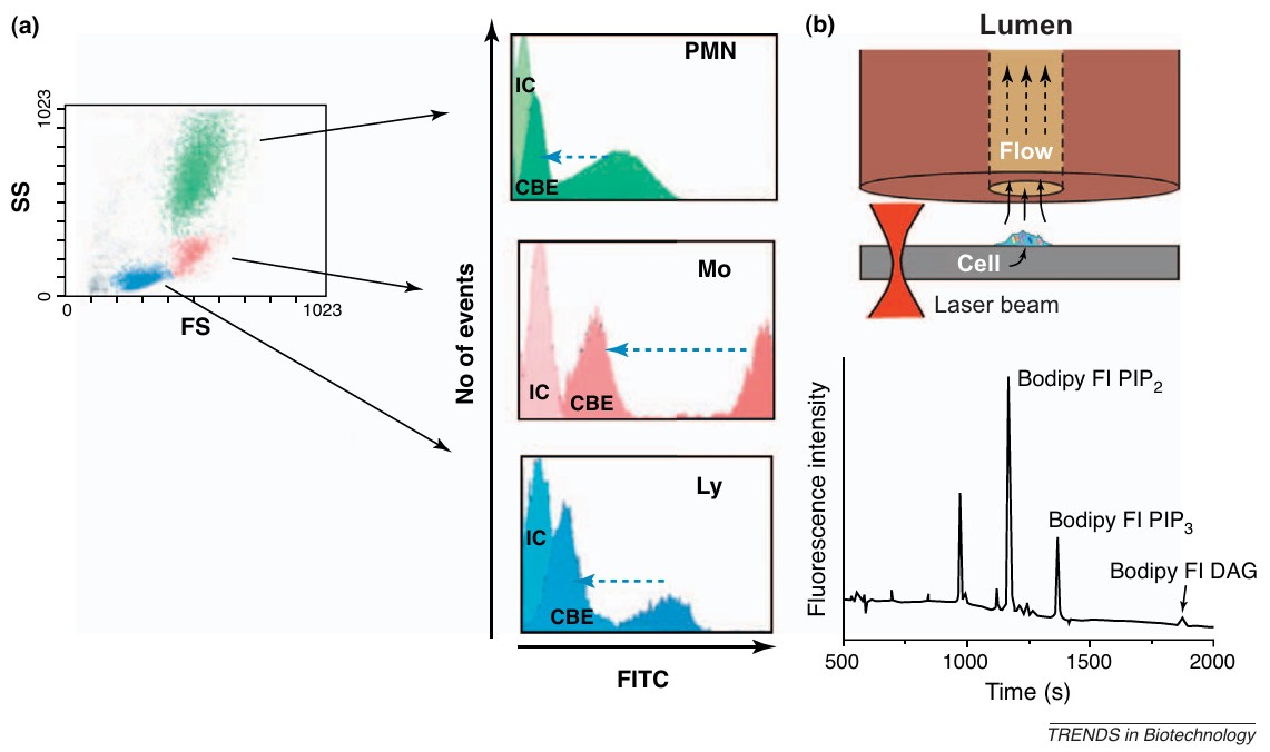 Flow cytometry-based single-cell enzyme activity profiling