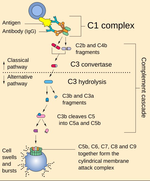 Scheme of the complement system