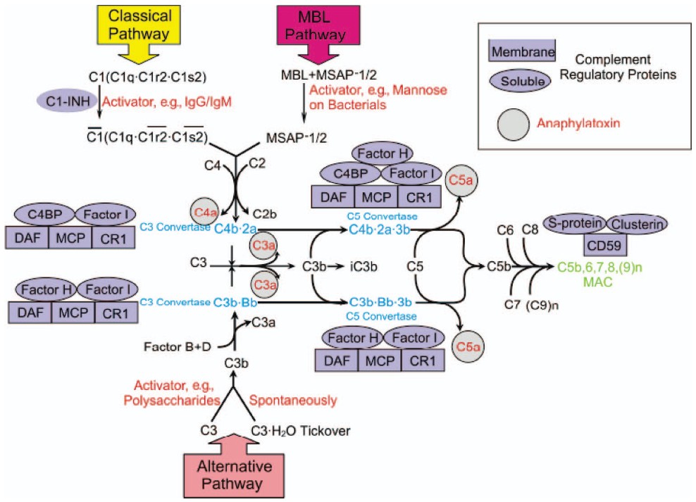 Complement activation cascades