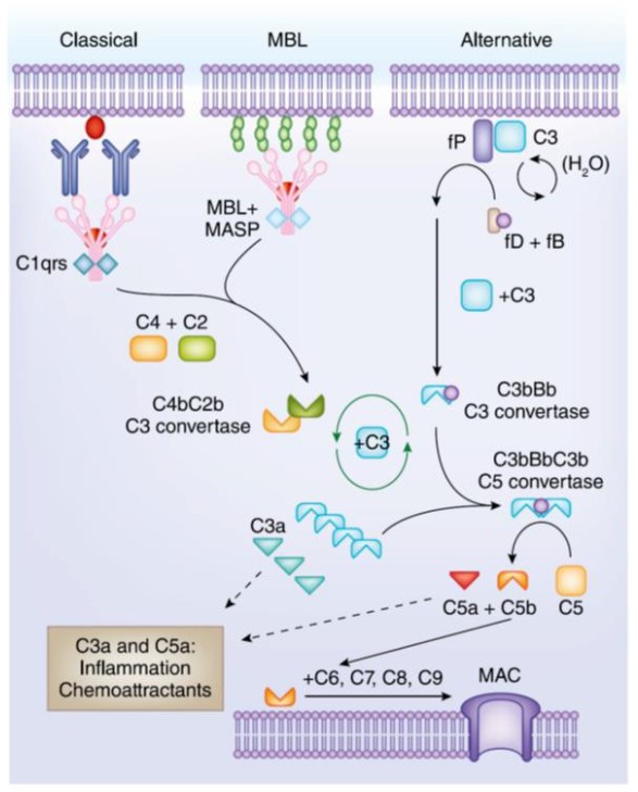 Complement activation pathways