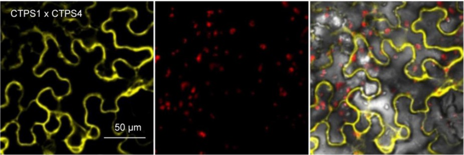 Bimolecular fluorescence complementation for visualizing protein-protein interactions in living cells