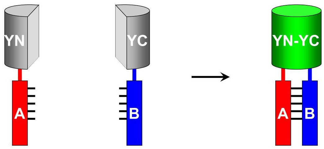 BiFC principle showing split fluorescent protein fragments reassembling upon protein interaction