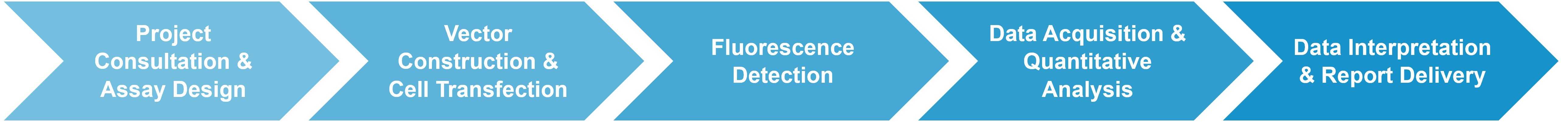 BiFC assay service workflow
