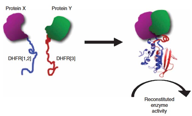 EFCA principle showing enzyme donor and acceptor fragments complementing upon protein interaction