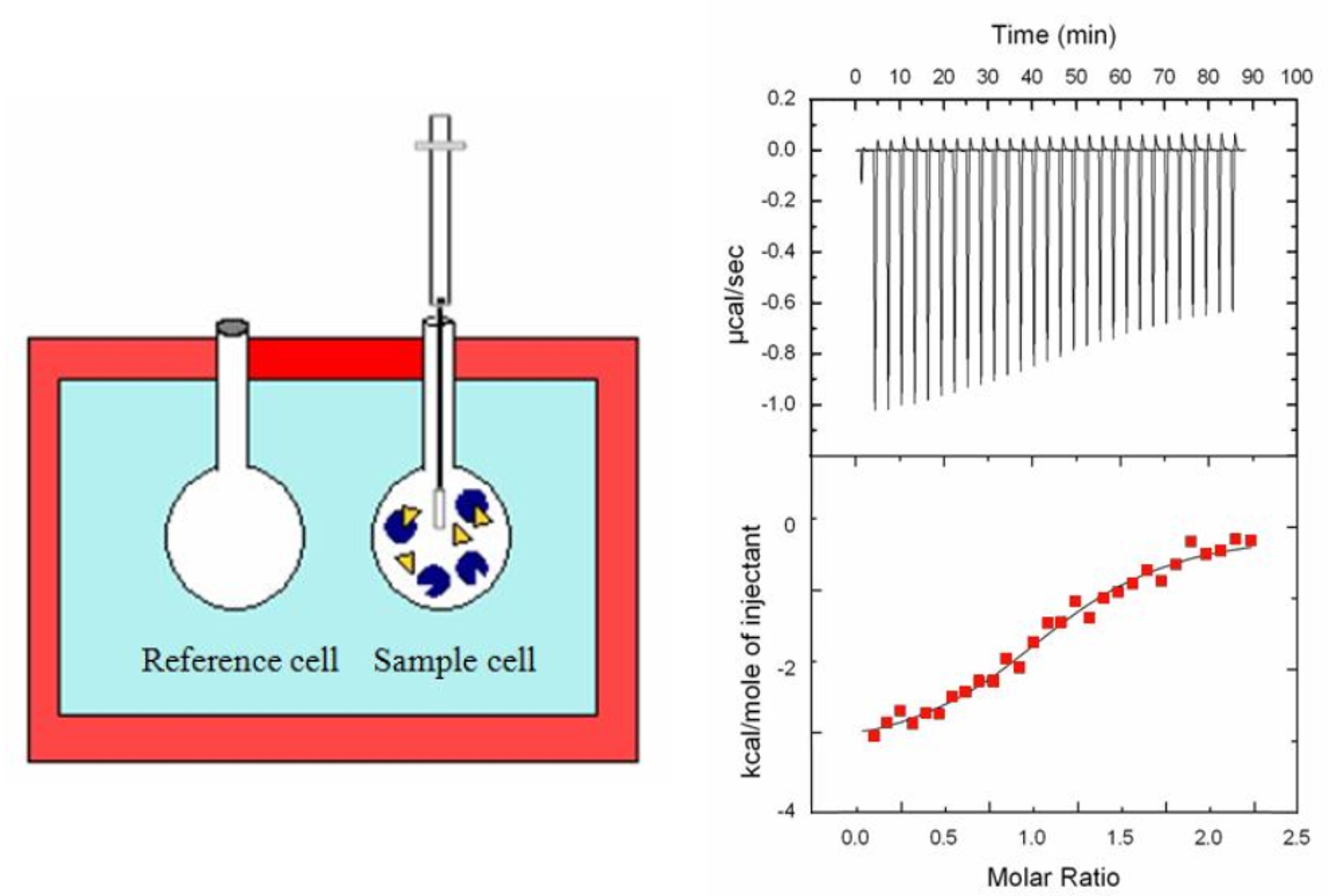 Configuration of an ITC reaction cell and a typical ITC experiment