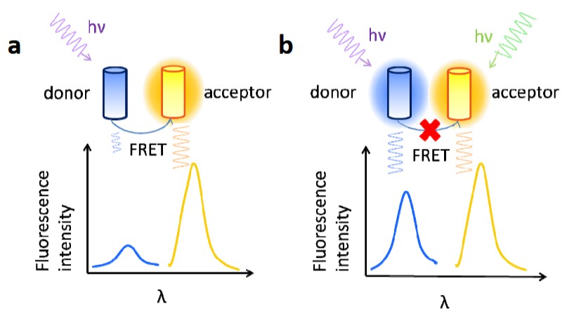 Fluorescence resonance energy transfer principle and spectral overlap