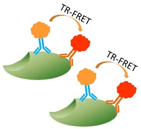 Time-resolved FRET assay development for molecular interaction and screening studies (Cui et al., 2014)