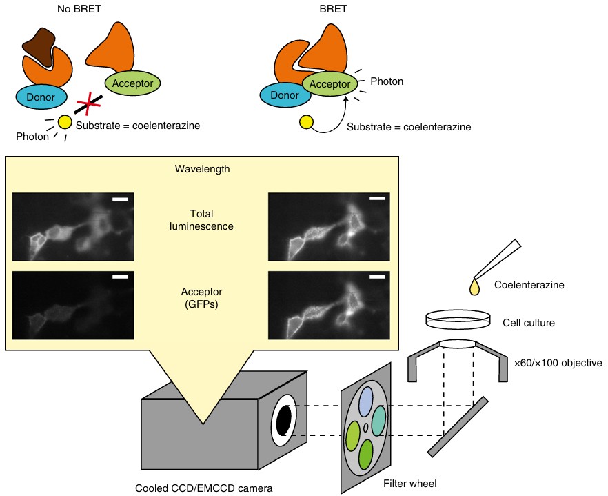 Bioluminescence resonance energy transfer–based imaging of protein–protein interactions in living cells