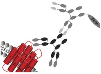 An example of receptor-ligand binding (Montet et al., 2006)