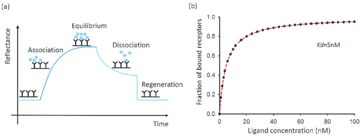 Receptor-ligand binding equilibrium and saturation curve