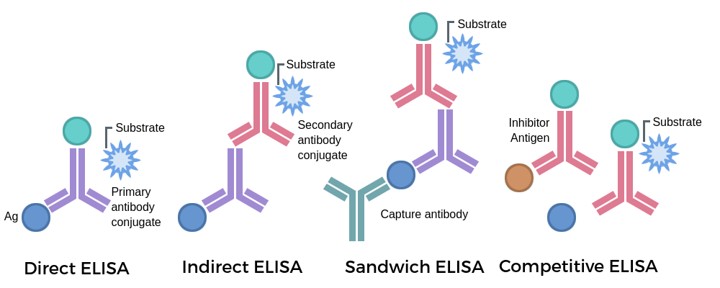 Types of ELISA