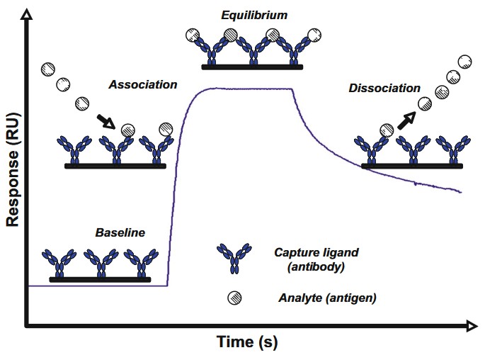 Antigen-antibody binding kinetics and sensorgram interpretation