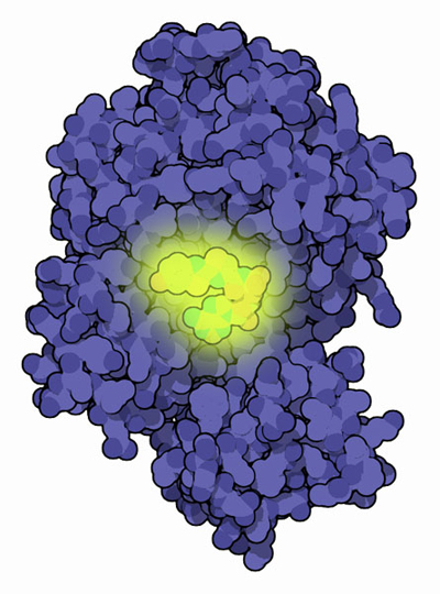 Firefly luciferase with the chromophore in yellow