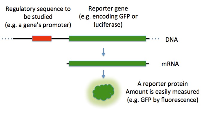 Reporter gene assay principle and pathway activation workflow