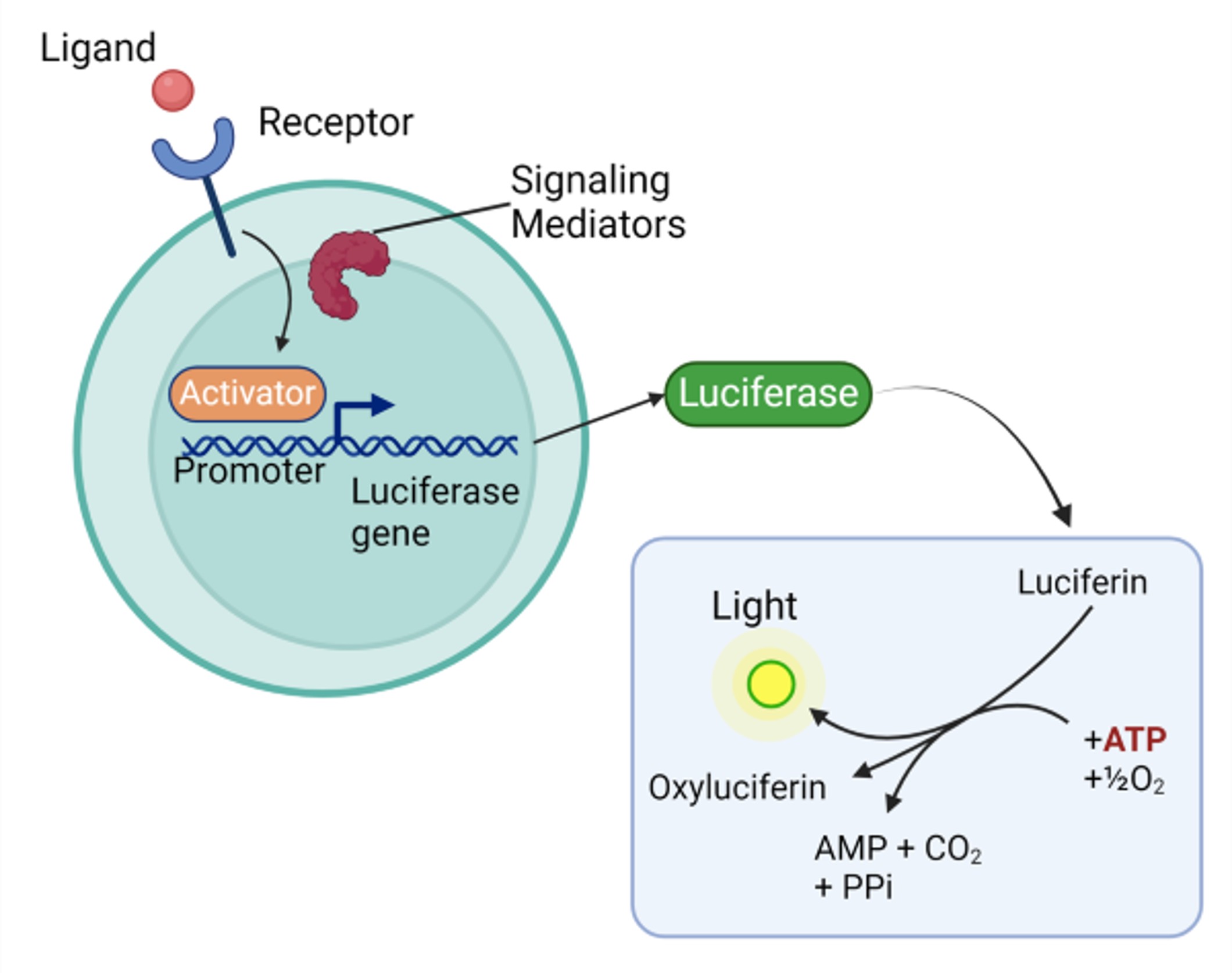 Luciferase reporter cells for interrogating cell signaling cascade pathways