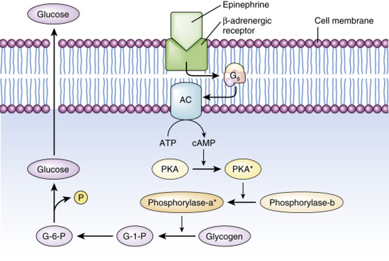 Cell signaling cascade overview showing phosphorylation, second messenger generation, and calcium flux