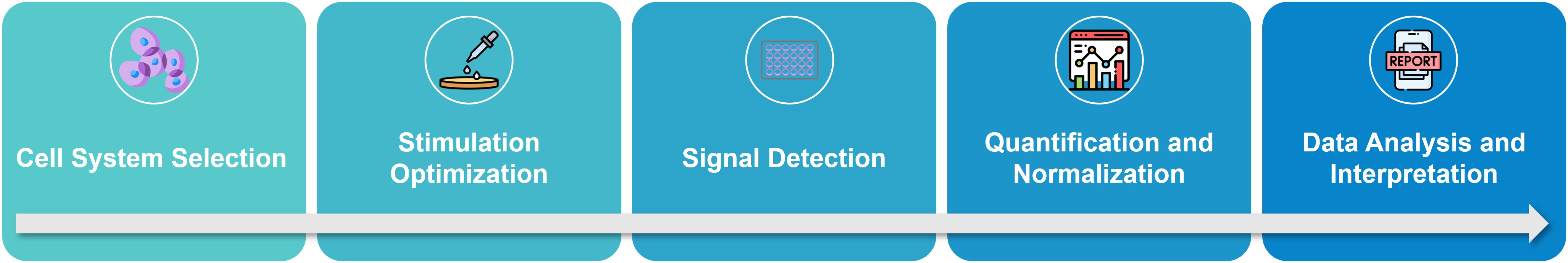 Service workflow: Cell signaling assays