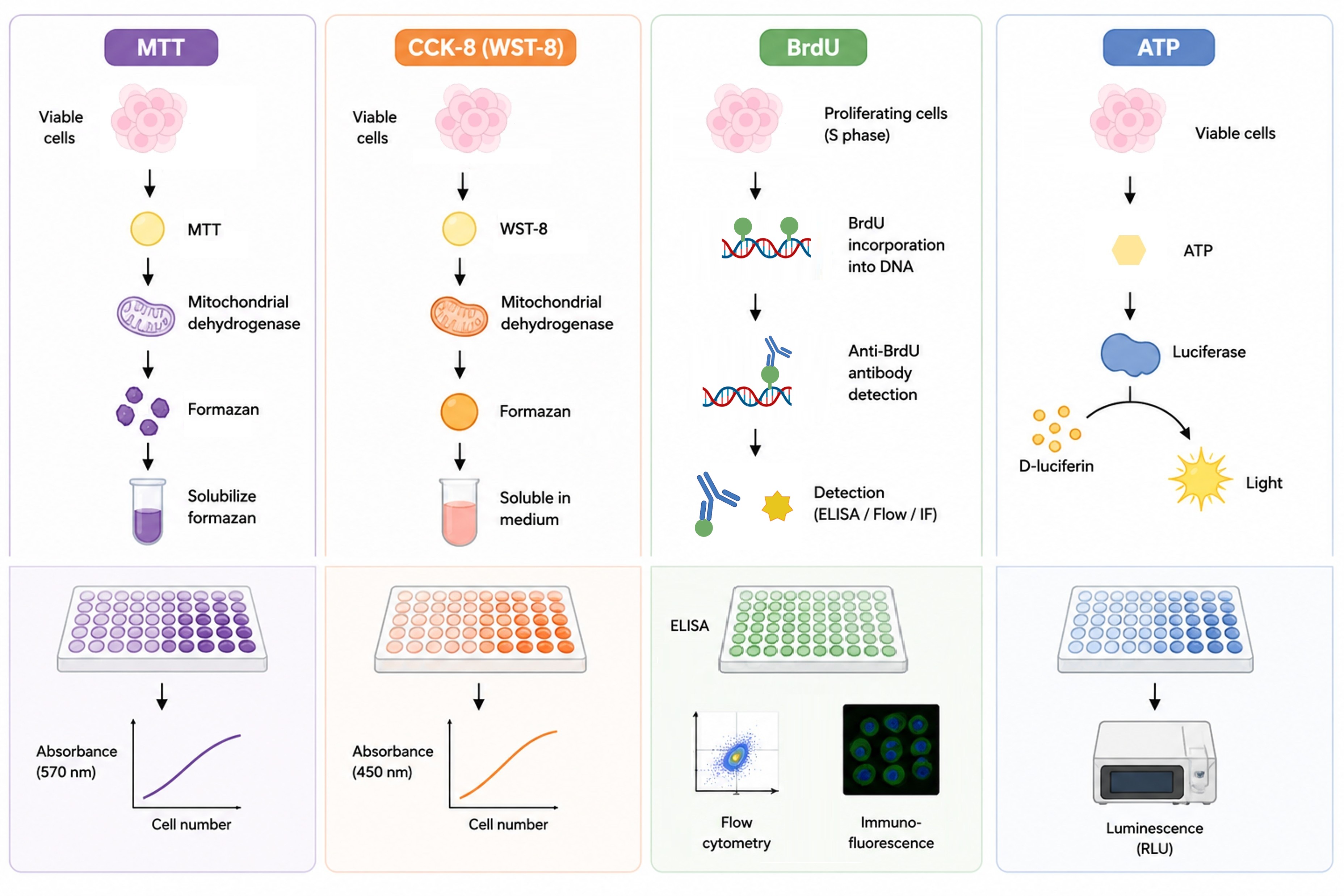 Service workflow: cell proliferation assays