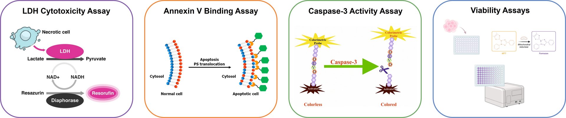 Cytotoxicity assay principles showing LDH release, Annexin V binding, and caspase activation