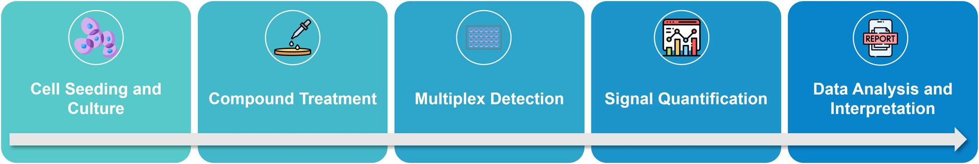 Service workflow: cell cytotoxicity assays