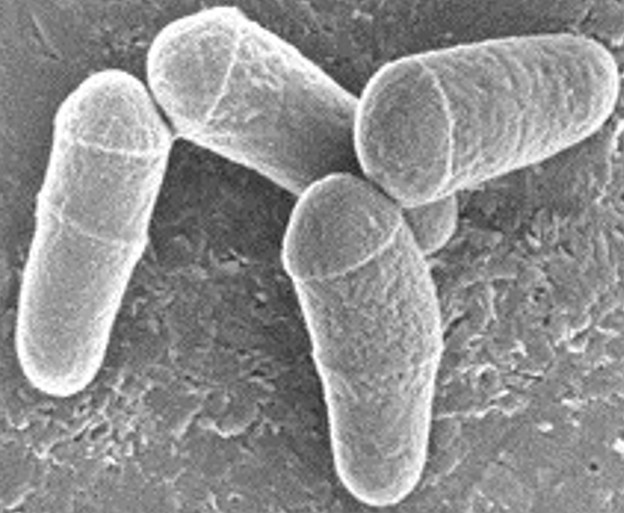 Corynebacterium glutamicum