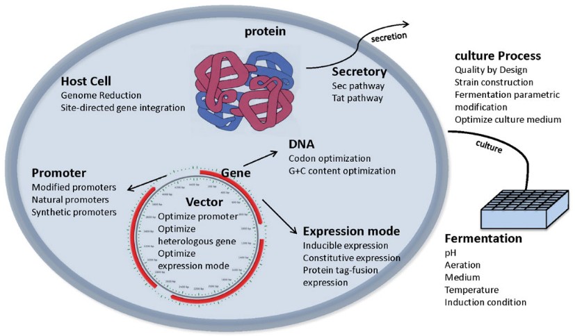 Recombinant protein expression using C. Glutamicum expression systems