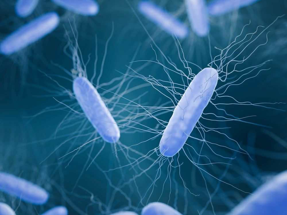 Anaerobic bacteria protein expression service