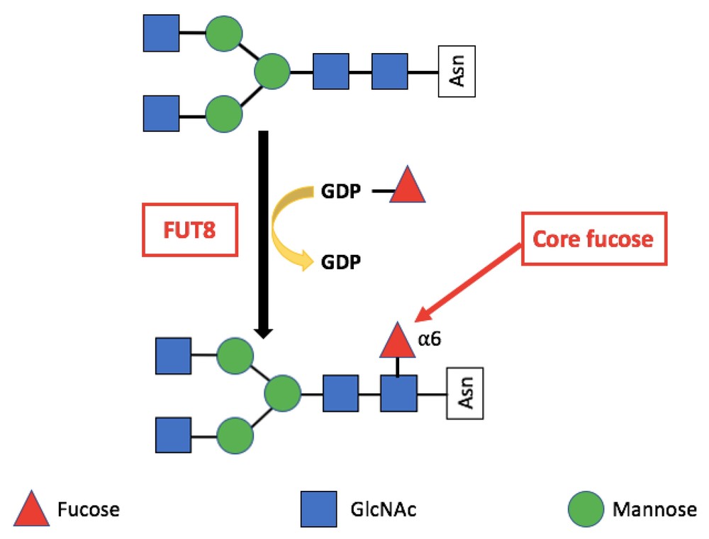 Fut8 alpha-(1,6)-fucosyltransferase