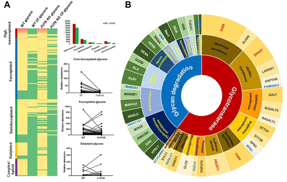 Glycoproteomic characterization of fut8 knock-out CHO cells reveals roles of fut8 in the glycosylation