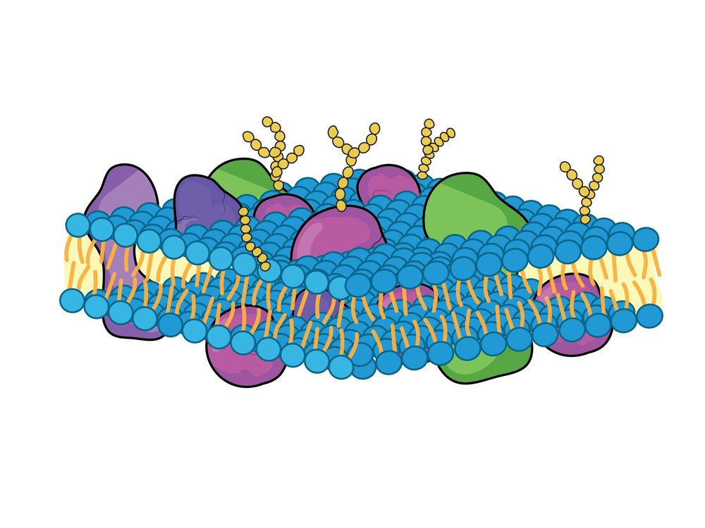 Secreted and membrane protein expression