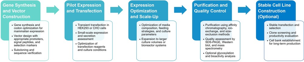Integrated mammalian expression workflow of mammalian cell expression